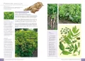 Atlas dzikich roślin jadalnych - tantis.pl