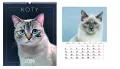 Kalendarz 2026 ścienny planszowy 33,5x40cm Koty - tantis.pl