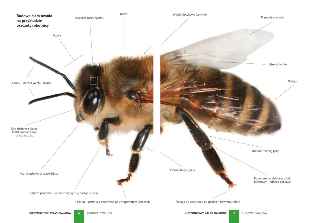 Kieszonkowy atlas owadów - tantis.pl