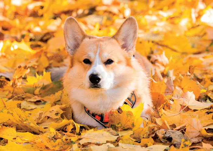 Kalendarz 2026 rodzinny Psy domowe - tantis.pl