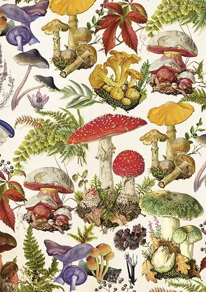 Karnet ST462 B6 + koperta Las grzybów - tantis.pl