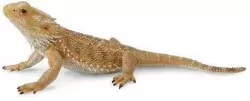 Jaszczurka Pogona Smok Brodaty
