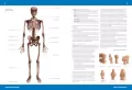 Atlas anatomiczny - tantis.pl