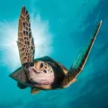 Karnet kwadrat z kopertą Green Turtle - tantis.pl