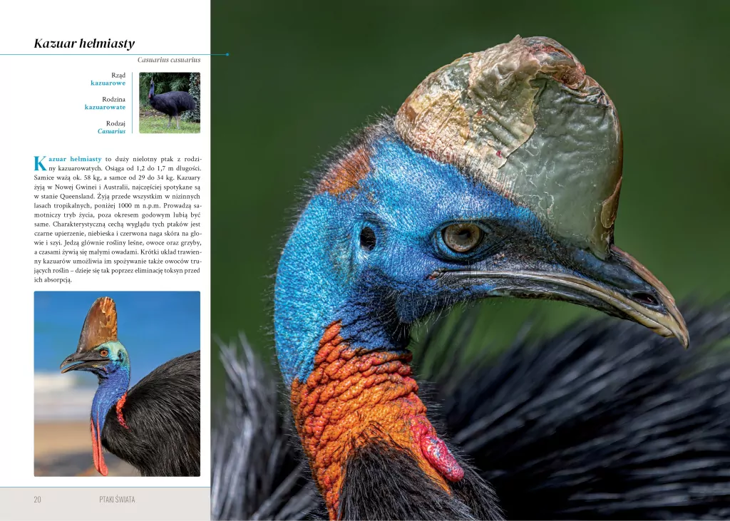 Ptaki świata - tantis.pl