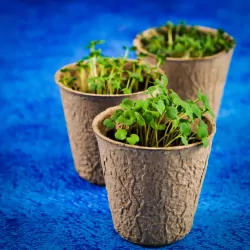 Botanika. Nauka w domu. Mały geniusz