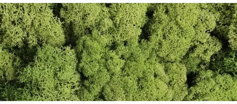 Ozdoba Dekoracyjna Mech Chrobotek 125G. Zielony Jasny - tantis.pl