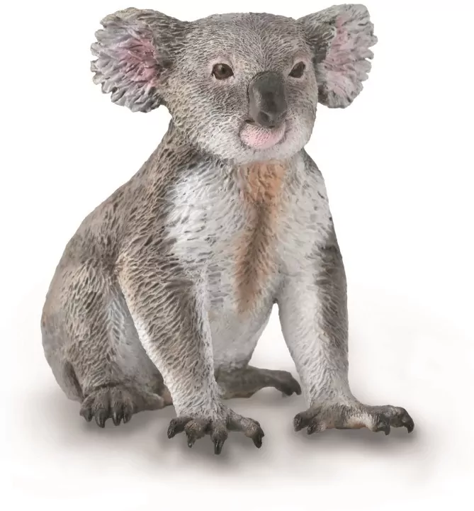 Miś koala - tantis.pl