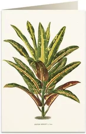 Karnet B6 + koperta: Dracena Croton - tantis.pl
