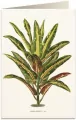 Karnet B6 + koperta: Dracena Croton - tantis.pl
