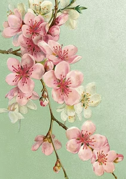 Karnet ST471 B6 + koperta Kwiaty wiśni - tantis.pl