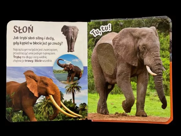 Pogłaszcz zwierzęta świata. Przytulki - tantis.pl