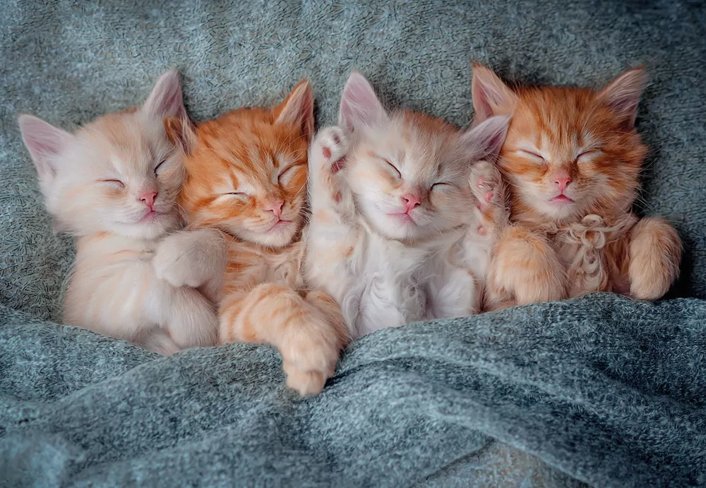Puzzle 1000. The Sweetest Kittens - tantis.pl