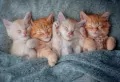 Puzzle 1000. The Sweetest Kittens - tantis.pl