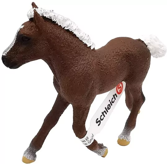 Źrebię ze Schwarzwaldu - tantis.pl