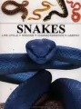 Snakes - tantis.pl