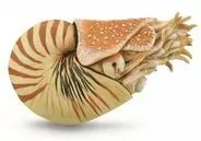 Nautilus Pompilius - tantis.pl