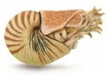 Nautilus Pompilius - tantis.pl