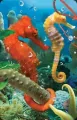 Mini kartka 3D. Konik Morski - tantis.pl