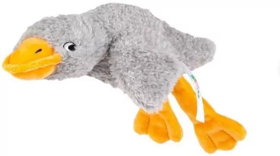 Sensoryczna Gęś szara