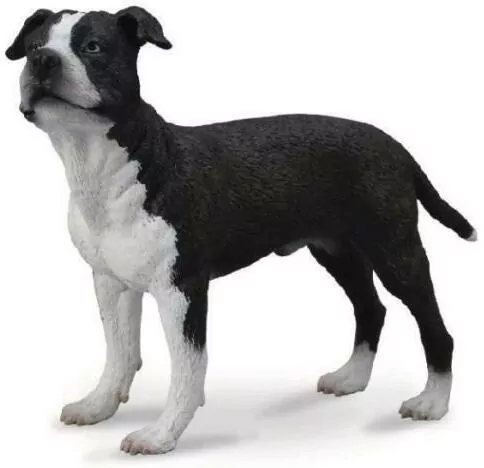 American Staffordshire Terrier - tantis.pl