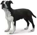 American Staffordshire Terrier - tantis.pl