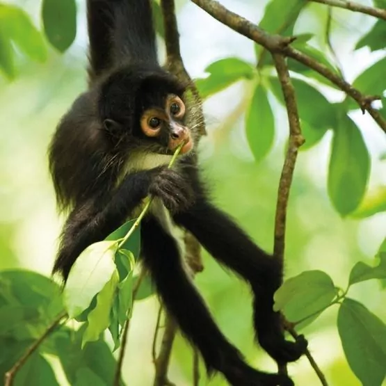 Karnet kwadrat z kopertą Spider Monkey - tantis.pl