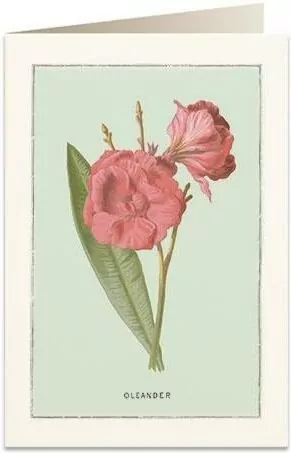 Karnet B6 + koperta: Oleander - tantis.pl