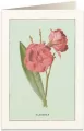 Karnet B6 + koperta: Oleander - tantis.pl