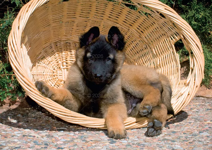 Kalendarz 2026 rodzinny Psy domowe - tantis.pl