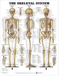 Skeletal System Poster - tantis.pl