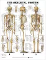 Skeletal System Poster - tantis.pl