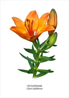 Obraz A4 Lilia bulwkowata