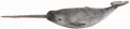 Narwal XL - tantis.pl