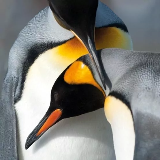 Karnet kwadrat z kopertą King Penguins - tantis.pl