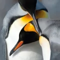 Karnet kwadrat z kopertą King Penguins - tantis.pl