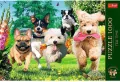 Puzzle 1000. Nadchodzą kłopoty. 10800 - tantis.pl