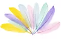 Piórka gęsie 15-20cm pastelowe - tantis.pl