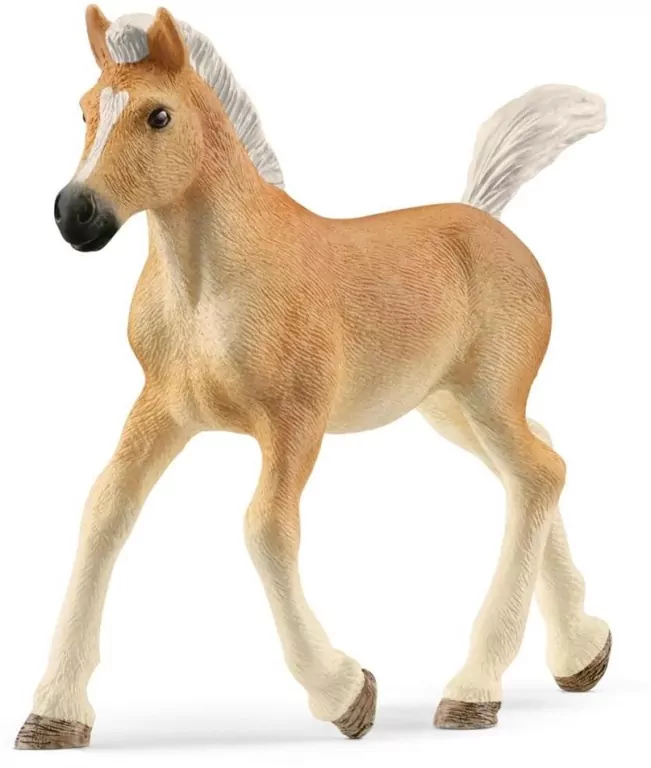 Źrebak rasy haflinger 13951 - tantis.pl