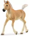 Źrebak rasy haflinger 13951 - tantis.pl