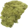 Mech dekoracyjny jasnozielony 50g - tantis.pl