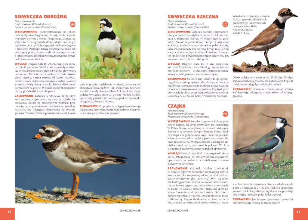 Atlas ptaków - tantis.pl