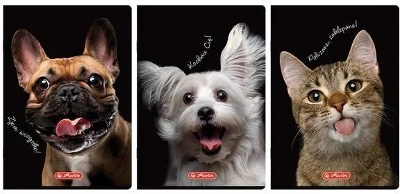 Zeszyt A4/60K kratka z marginesem Animals - tantis.pl