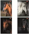 Zeszyt A5/60K linia Wild Heart - tantis.pl