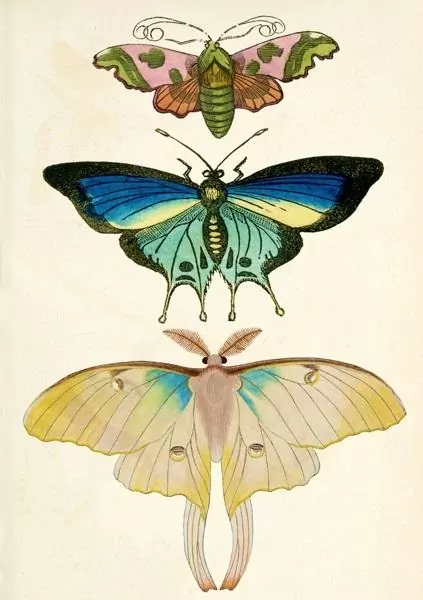 Karnet B6 z kopertą Ćmy - tantis.pl
