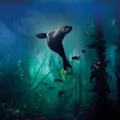 Karnet kwadrat z kopertą Galapagos Sea Lion - tantis.pl