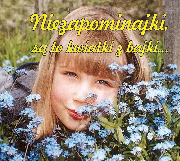 Niezapominajki są to kwiatki z bajki - tantis.pl