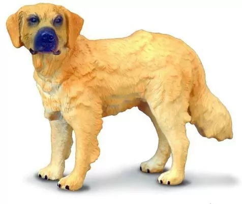 Pies rasy golden retriever - tantis.pl