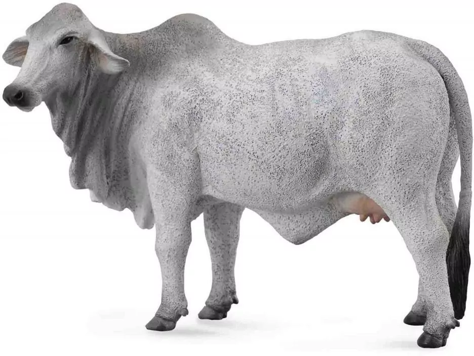 Krowa brahman L - tantis.pl