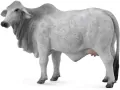 Krowa brahman L - tantis.pl